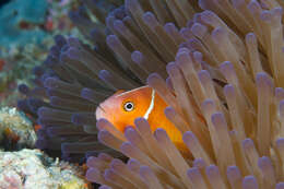 Image of Pink anemonefish