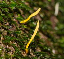 Image of Clavaria tenuipes Berk. & Broome 1848