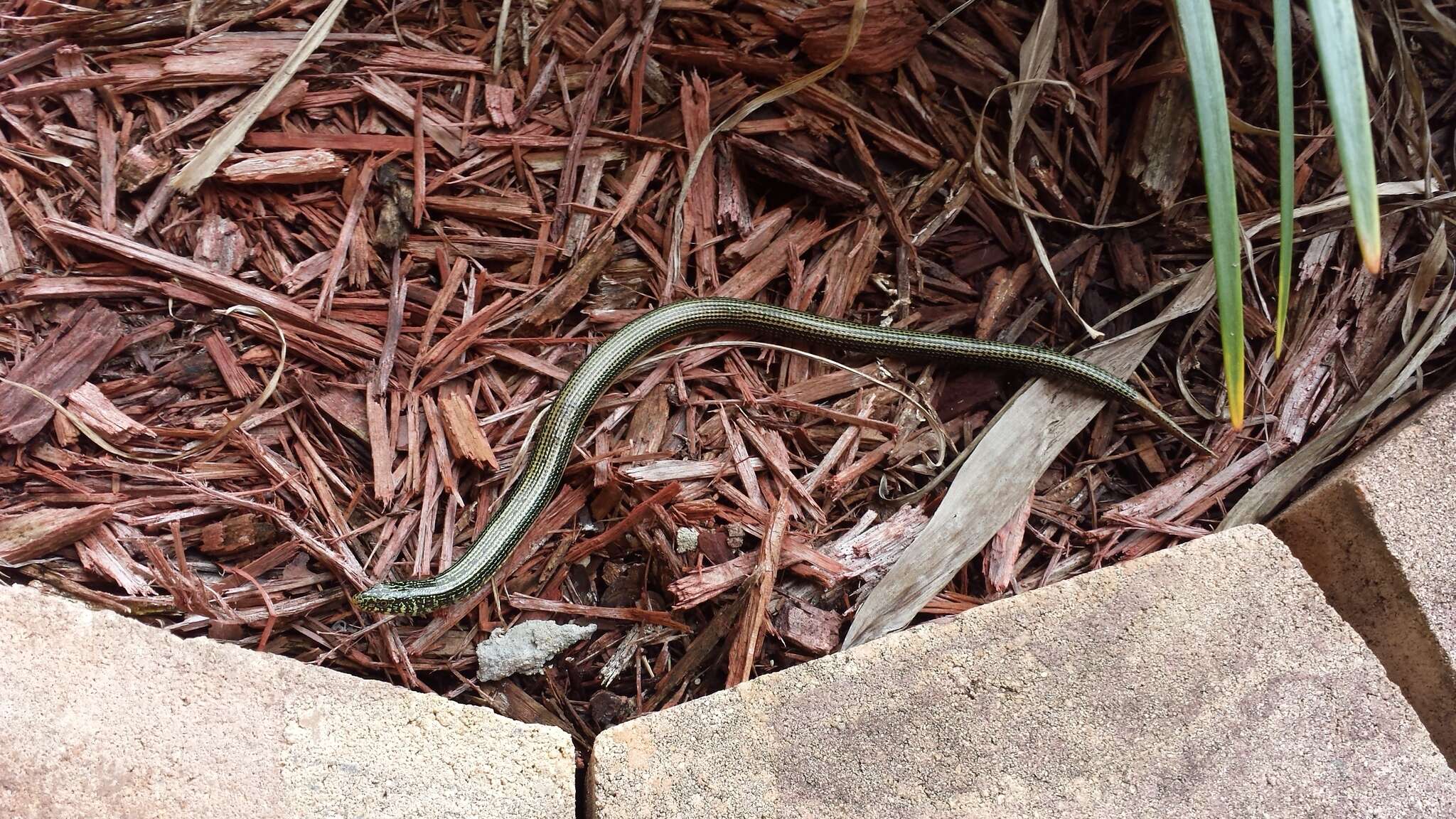 Image of Eastern Glass Lizard