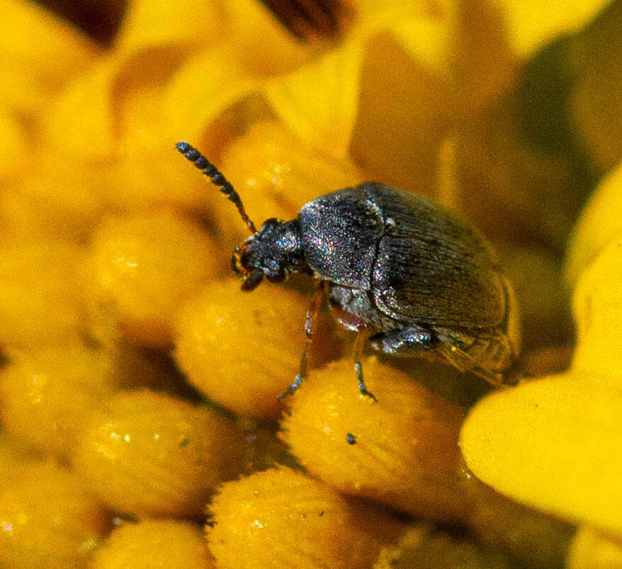 Image of Leaf beetle