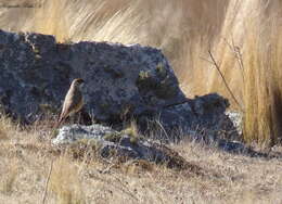 Muscisaxicola capistratus (Burmeister 1860) resmi