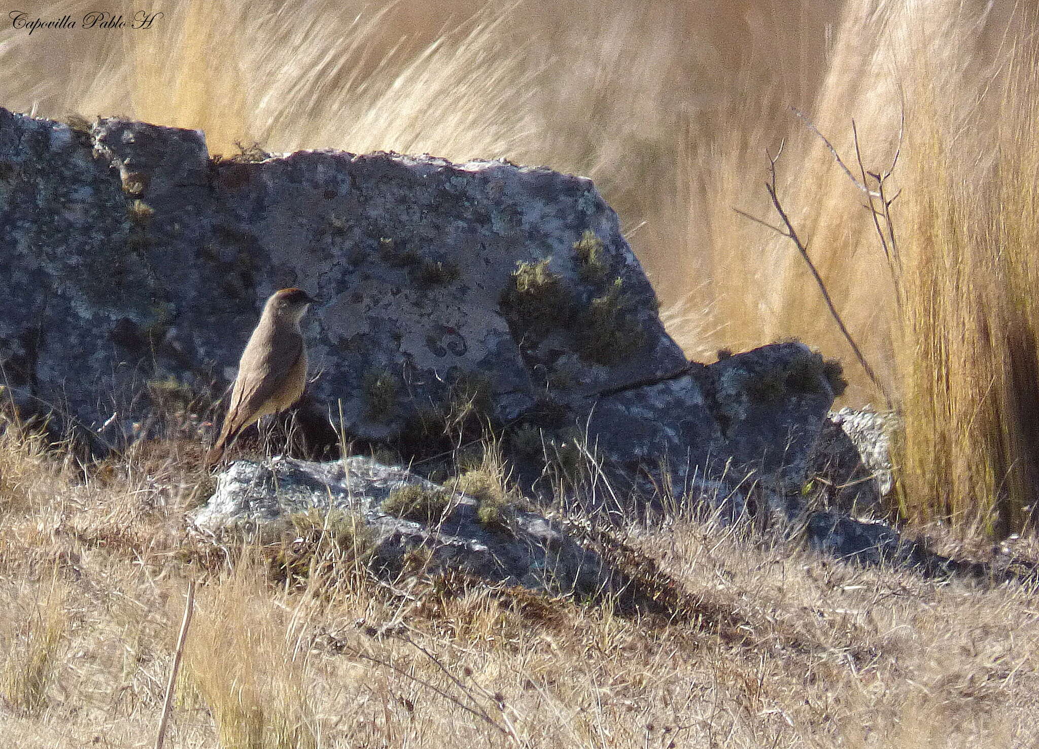 Image of Cinnamon-bellied Ground Tyrant