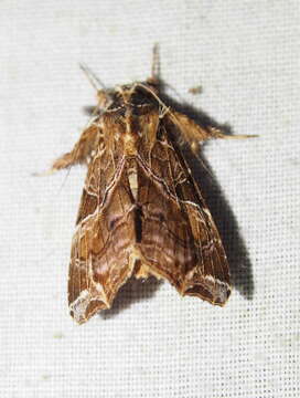 Image of Florida Fern Moth