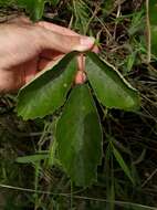 Image of Handroanthus ochraceus subsp. ochraceus