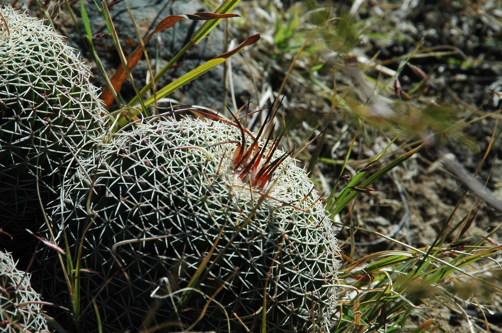 Image de Mammillaria mystax Mart.