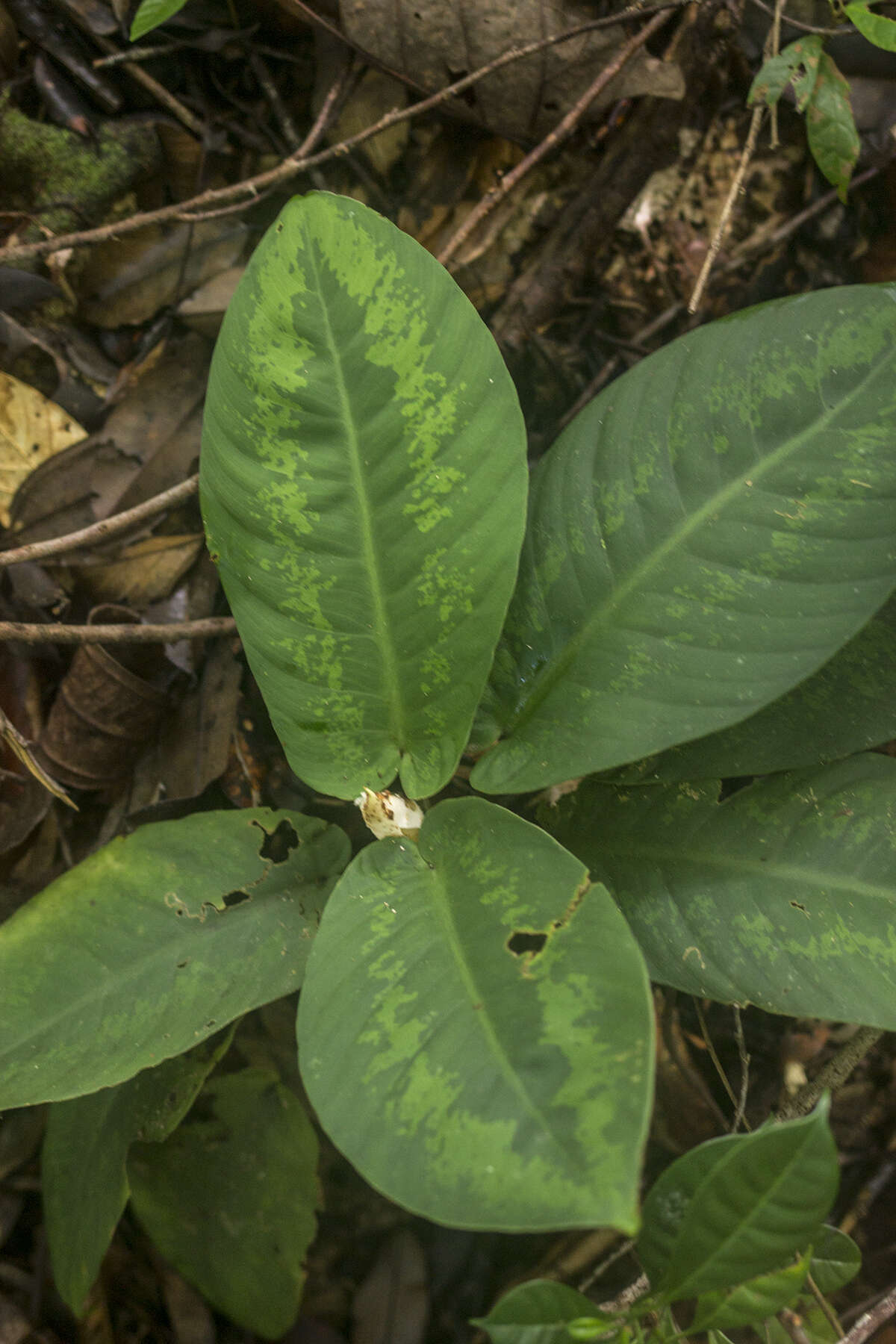 Image of Schismatoglottis asperata Engl.