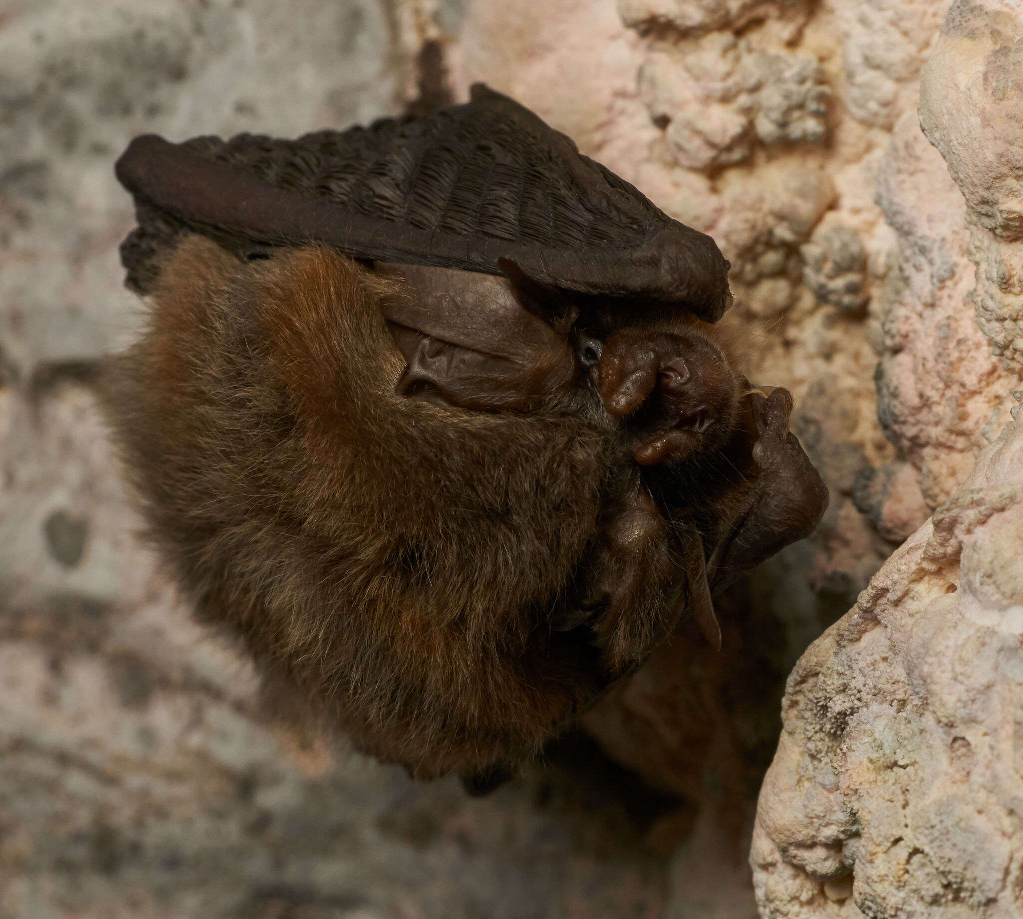 Image of Ozark big-eared bat