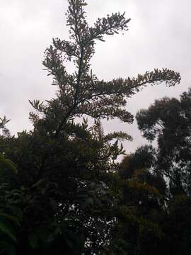 Image of Nepalese firethorn