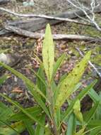 Image of Quassia bidwillii (Hook. fil.) Nooteboom