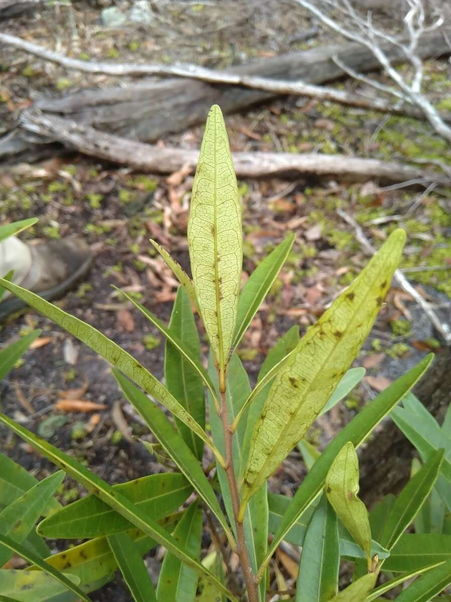 Image of Quassia bidwillii (Hook. fil.) Nooteboom