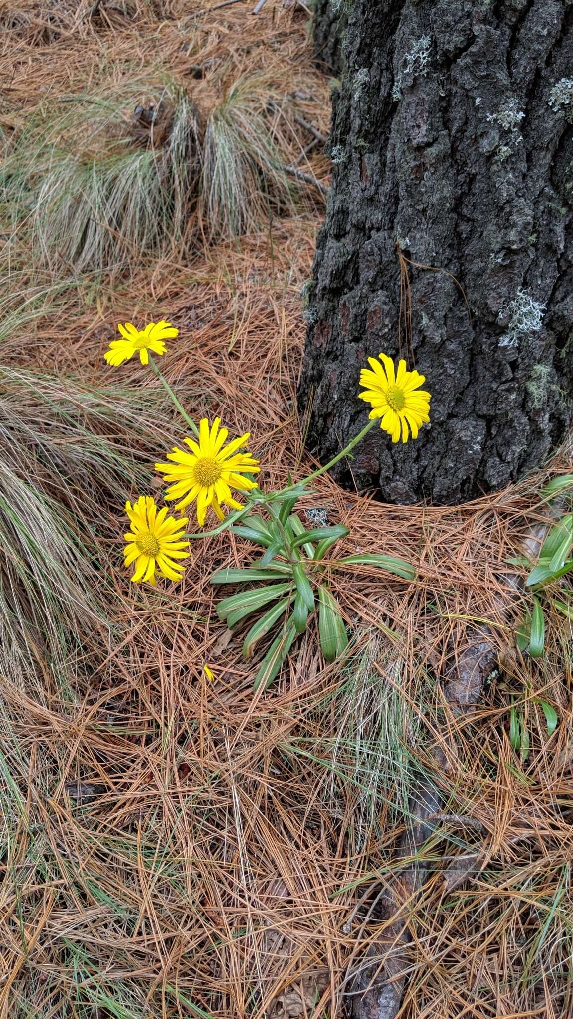 Plancia ëd Hymenoxys integrifolia (Kunth) M. W. Bierner