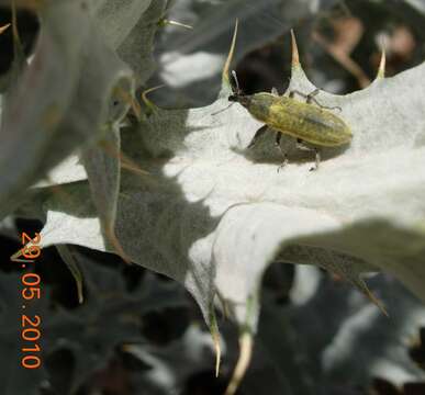 Image of Lixus scolopax Boheman 1835