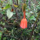 Image of Passiflora sanctae-barbarae L. B. Holm-Nielsen & P. M. Jørgensen