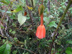 Sivun Passiflora sanctae-barbarae L. B. Holm-Nielsen & P. M. Jørgensen kuva