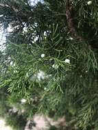 Image of coast juniper