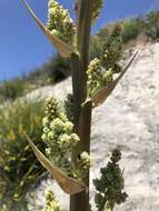 Image of Peninsular beargrass