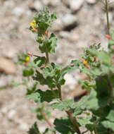 Image of Purple-Stem Monkey-Flower