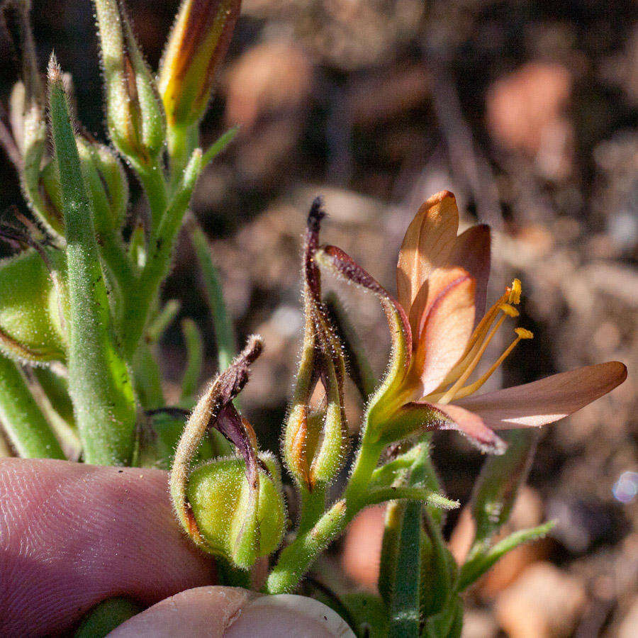 Image of Wachendorfia multiflora (Klatt) J. C. Manning & Goldblatt