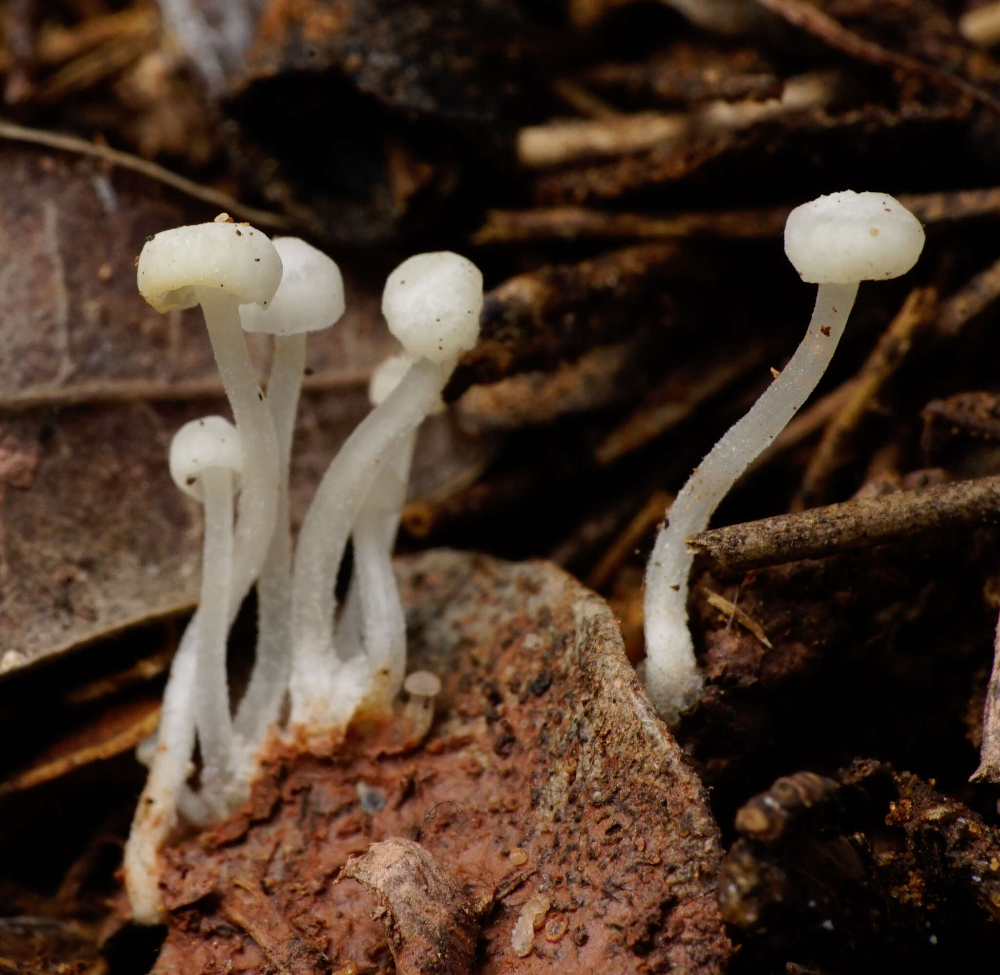 Sivun Hemimycena angustispora (P. D. Orton) Singer 1962 kuva