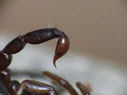 Image of Euscorpius celanus Tropea 2012