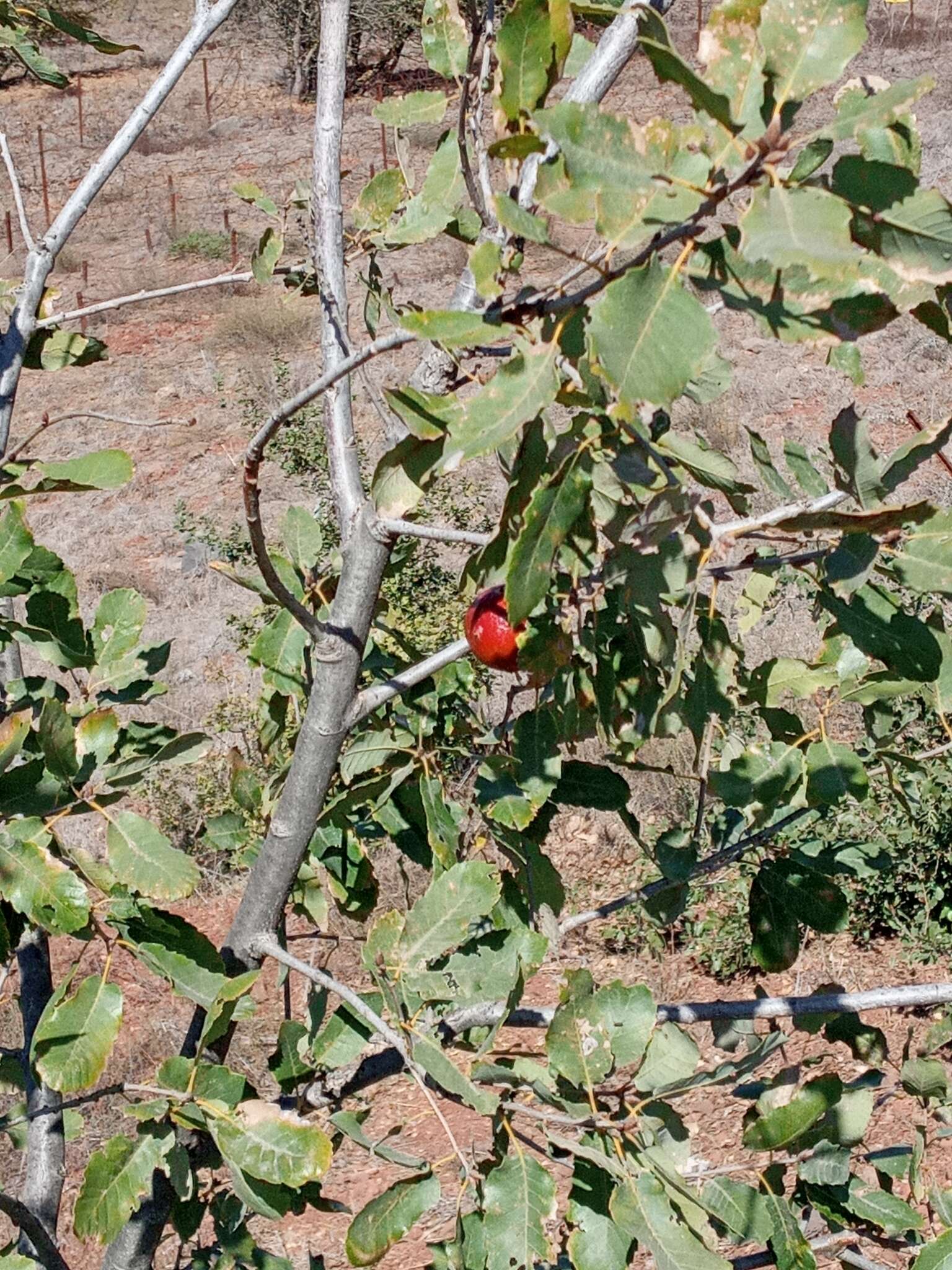 Sivun Quercus infectoria subsp. veneris (A. Kern.) Meikle kuva