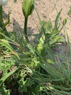 Слика од Ornithogalum thyrsoides Jacq.