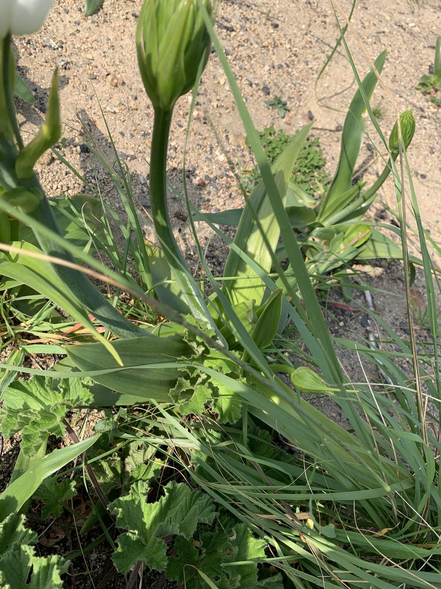 Слика од Ornithogalum thyrsoides Jacq.