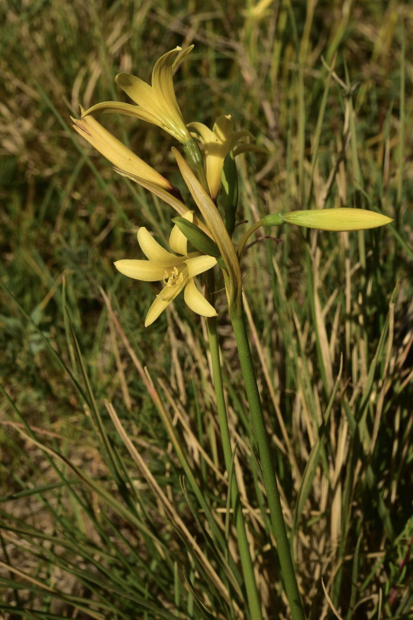 Imagem de Zephyranthes montana