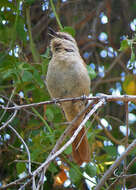 Image of Rufous-tailed Palm Thrush