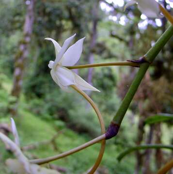 Image of Aerangis thomsonii (Rolfe) Schltr.