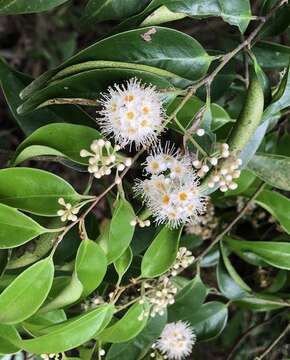 Image of Syzygium levinei (Merr.) Merr. & L. M. Perry