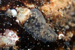 Image of Ascidian