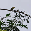 صورة Phylloscopus trochiloides viridanus Blyth 1843