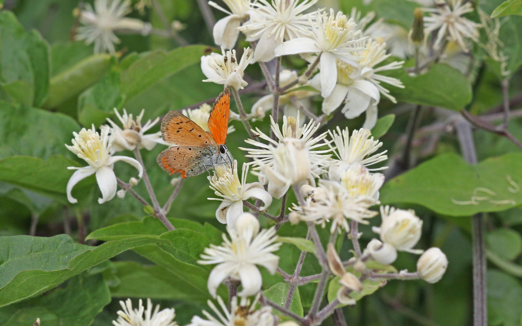 Image of <i>Lycaena ottomana</i>