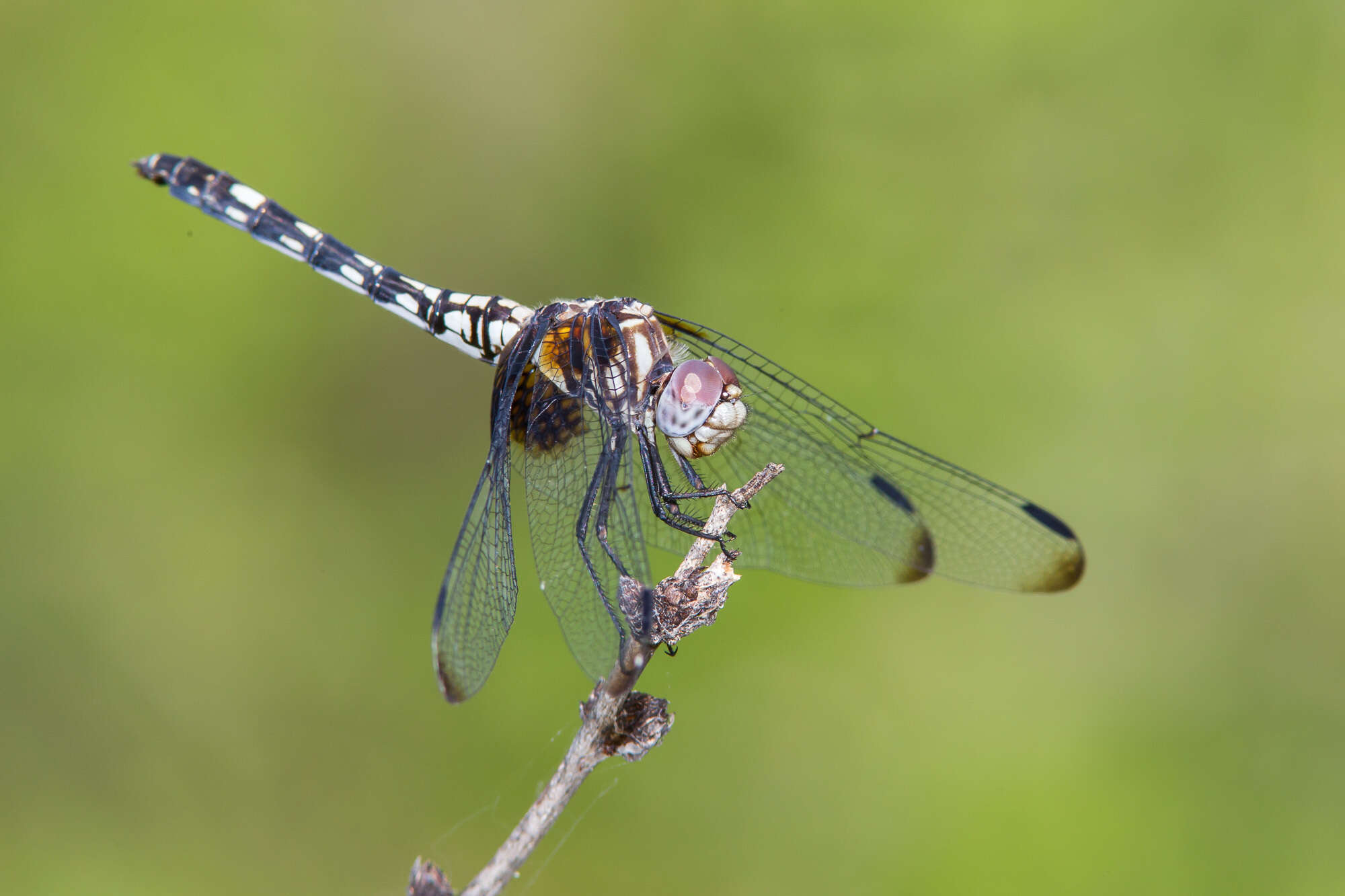 Image of Checkered Setwing