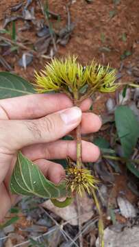 Plancia ëd Palicourea coriacea (Cham.) K. Schum.