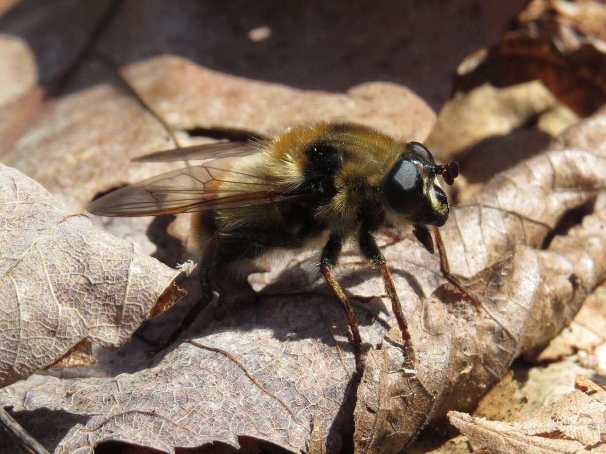 Image of Criorhina verbosa (Walker 1849)