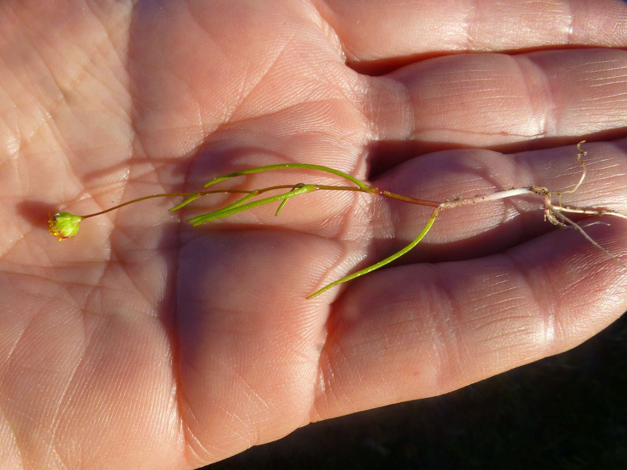 Image of Cotula filifolia Thunb.