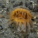 Image of maned sea anemone