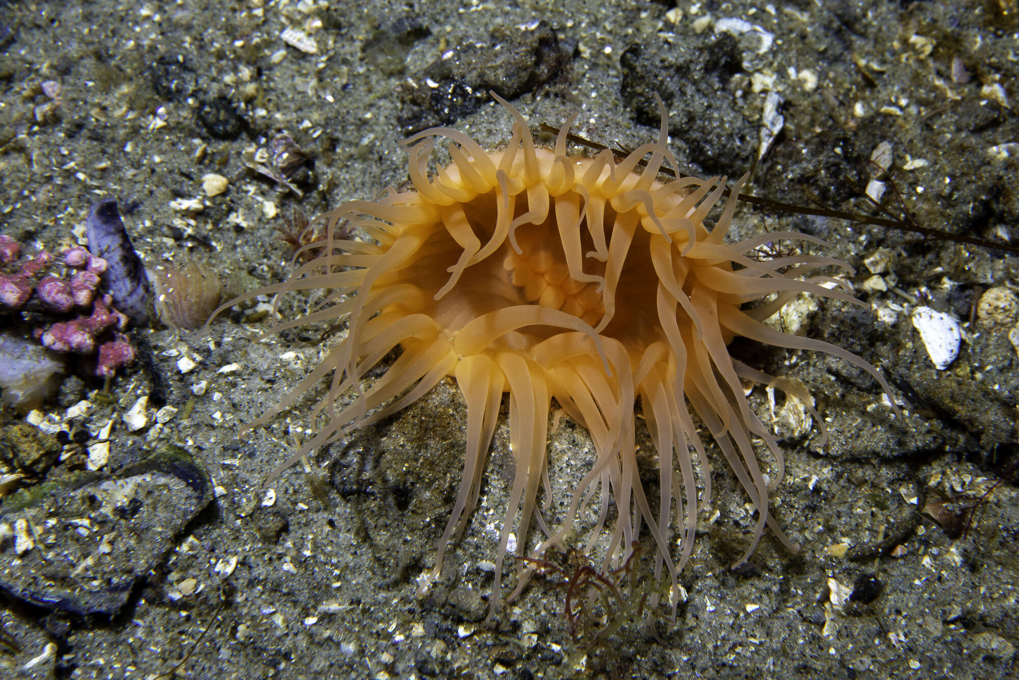 Image of maned sea anemone