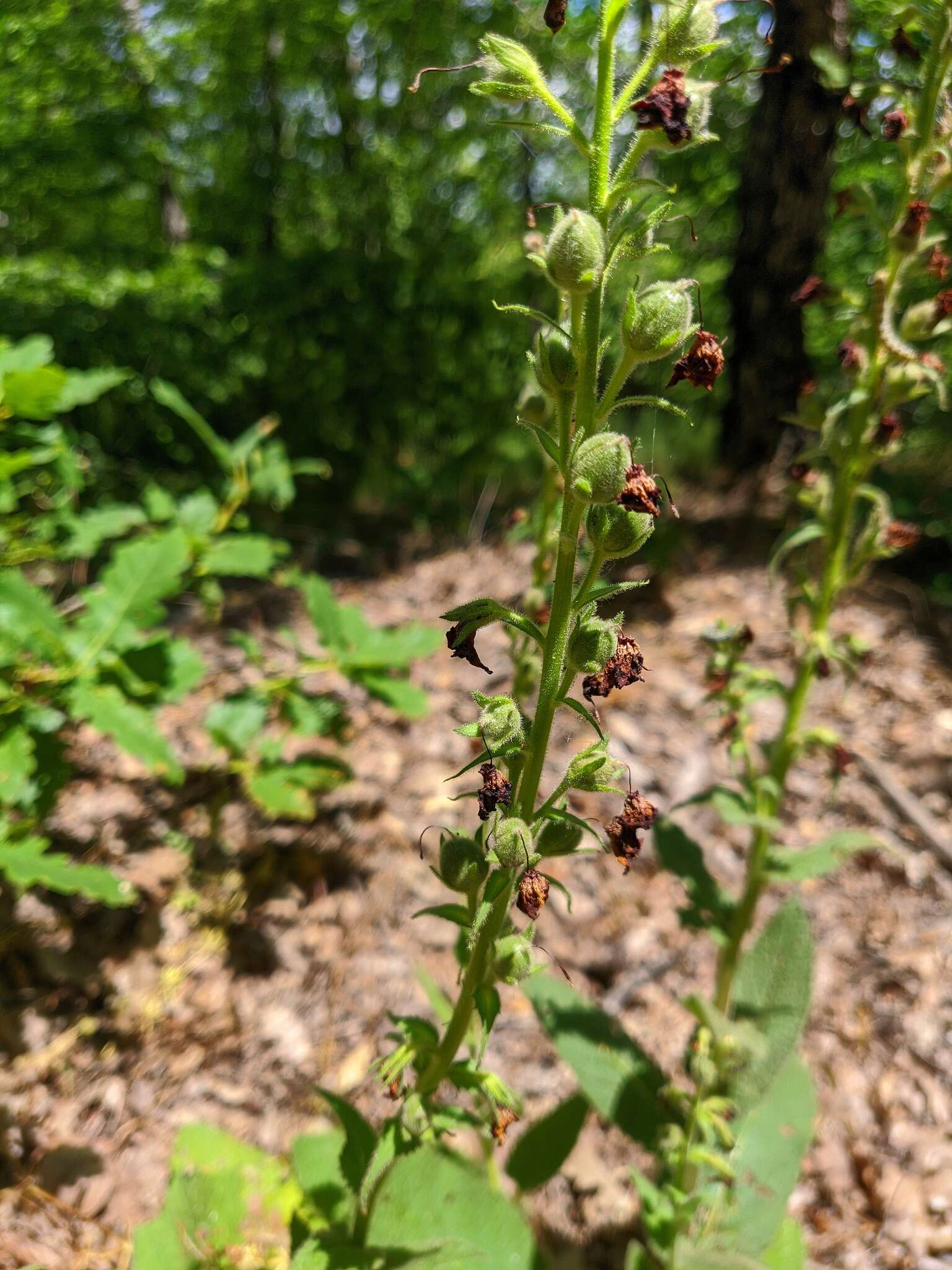 Image of Verbascum spectabile Bieb.