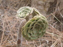 Image of Aeonium arboreum subsp. holochrysum (H. Y. Liu) Bañares