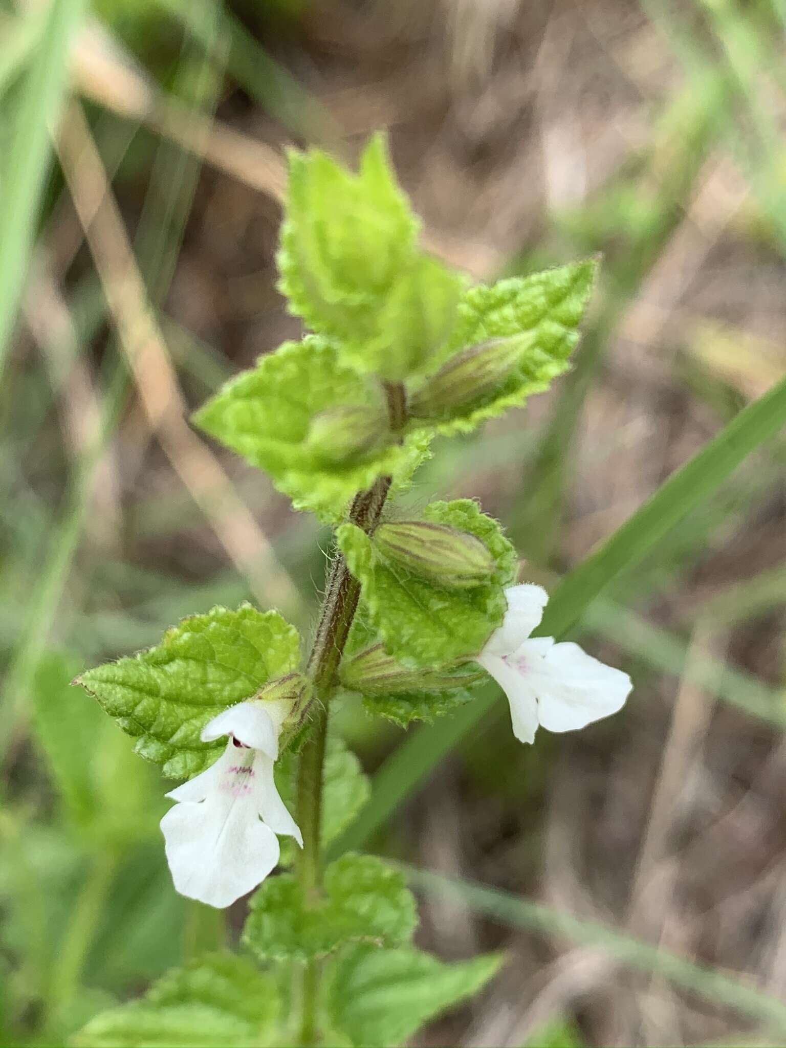 Imagem de Stachys natalensis var. galpinii (Briq.) Codd