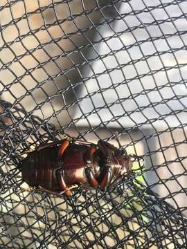 Image of Cyclommatus metallifer metallifer