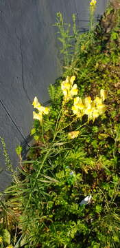 Image of Linaria buriatica Turcz.