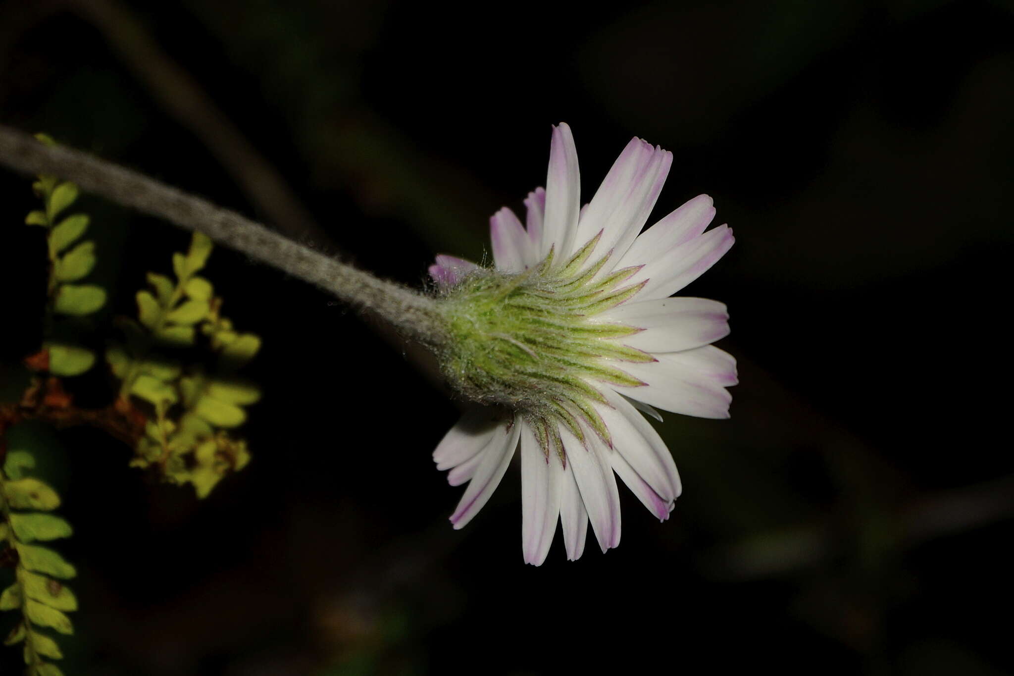 Image of Chaptalia lyratifolia Burkart