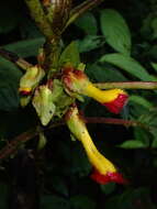 Image of Glossoloma tetragonoides (Mansf.) J. L. Clark