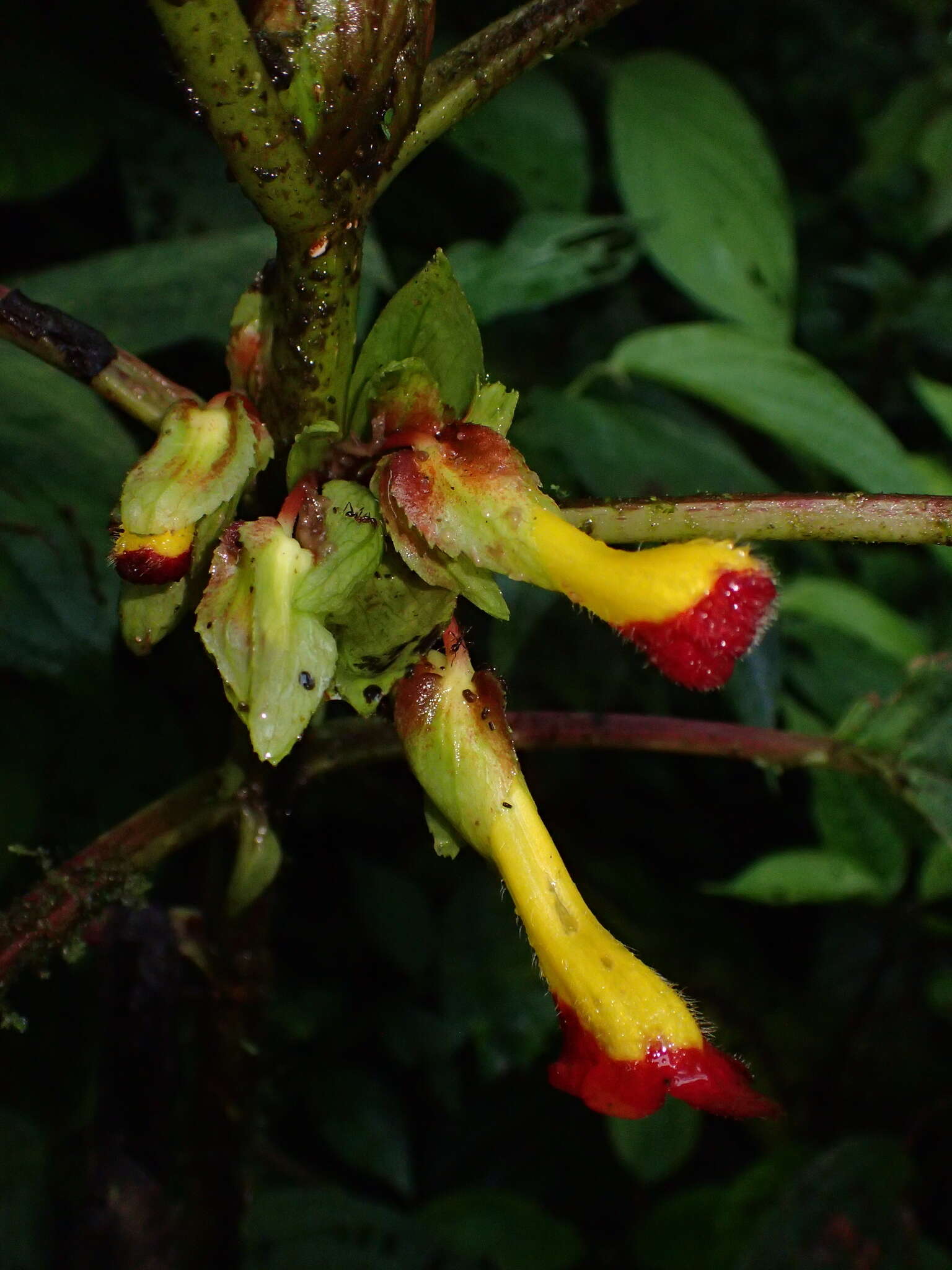 Image of Glossoloma tetragonoides (Mansf.) J. L. Clark