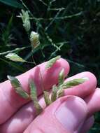 Image of Catchfly Grass