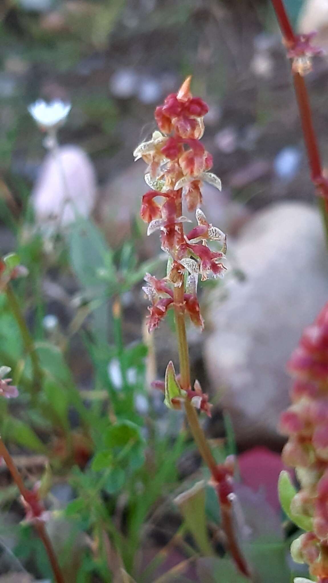 Plancia ëd Rumex bucephalophorus L.